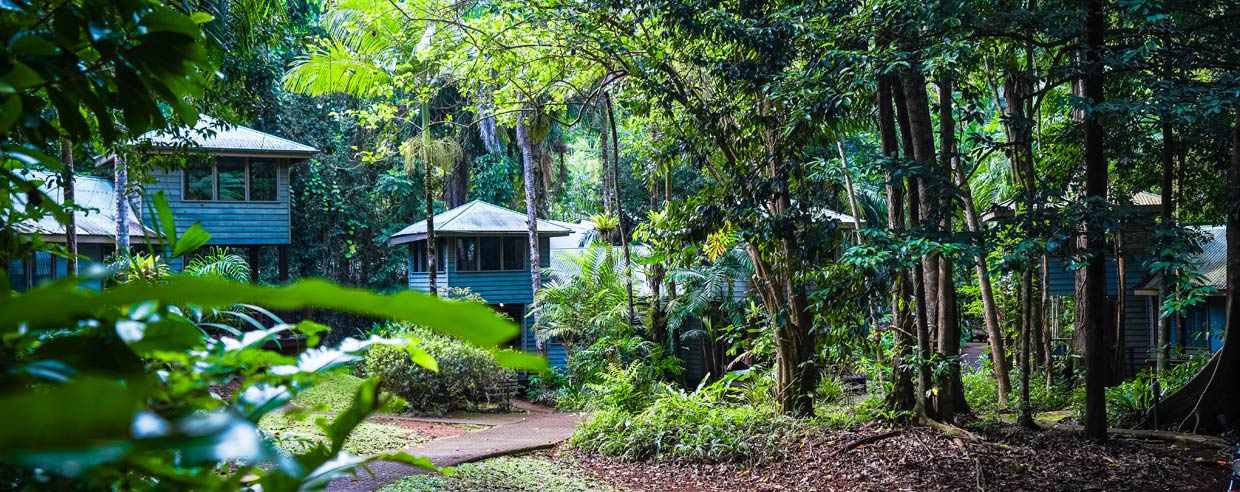 About Ferntree Rainforest Lodge