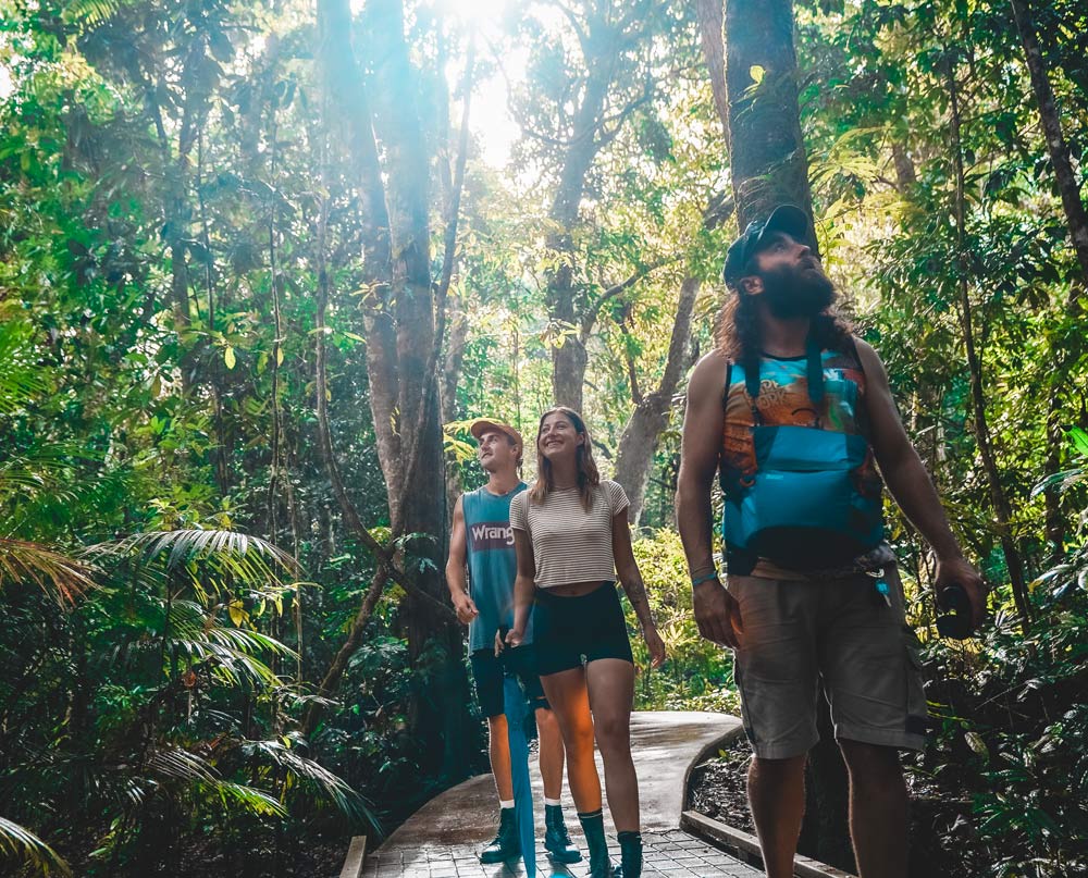 Daintree Rainforest Experience