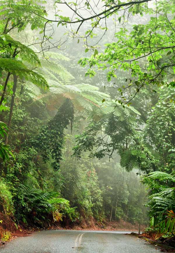 Drive Daintree Rainforest
