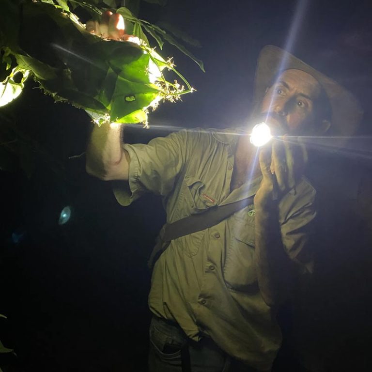 Daintree Rainforest Night Tour Guide