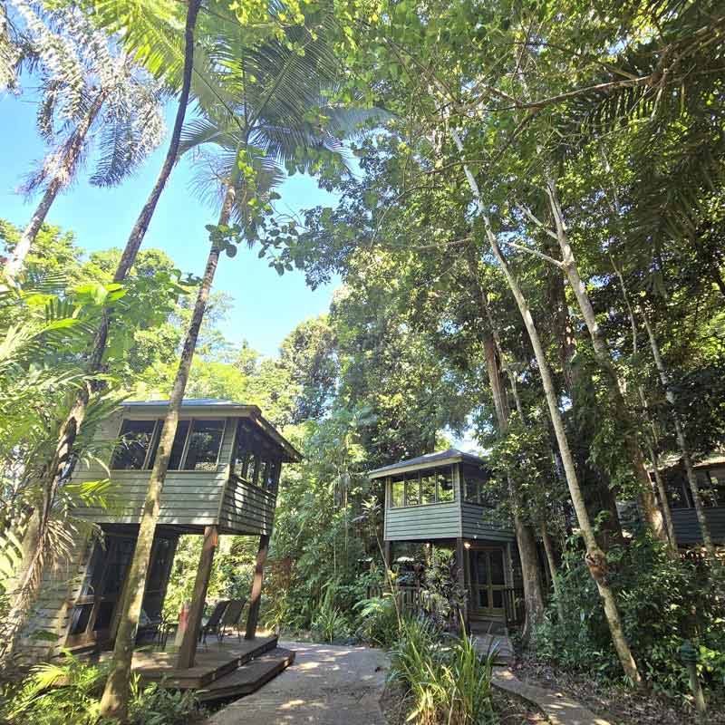 Daintree Rainforest Treehouses Accommodation